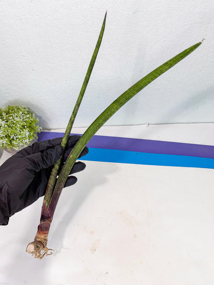 Sansevieria Nana Mai (oo) (10) | Rare Hybrids