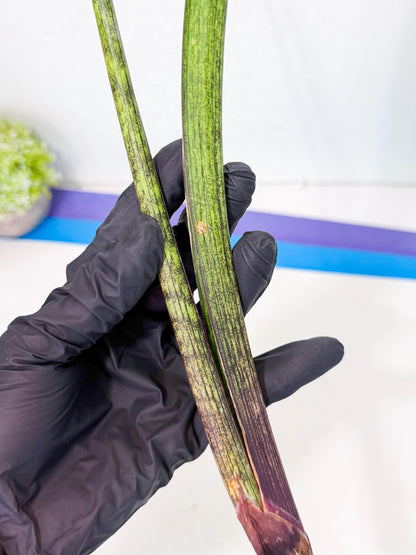 Sansevieria Nana Mai (oo) (10) | Rare Hybrids