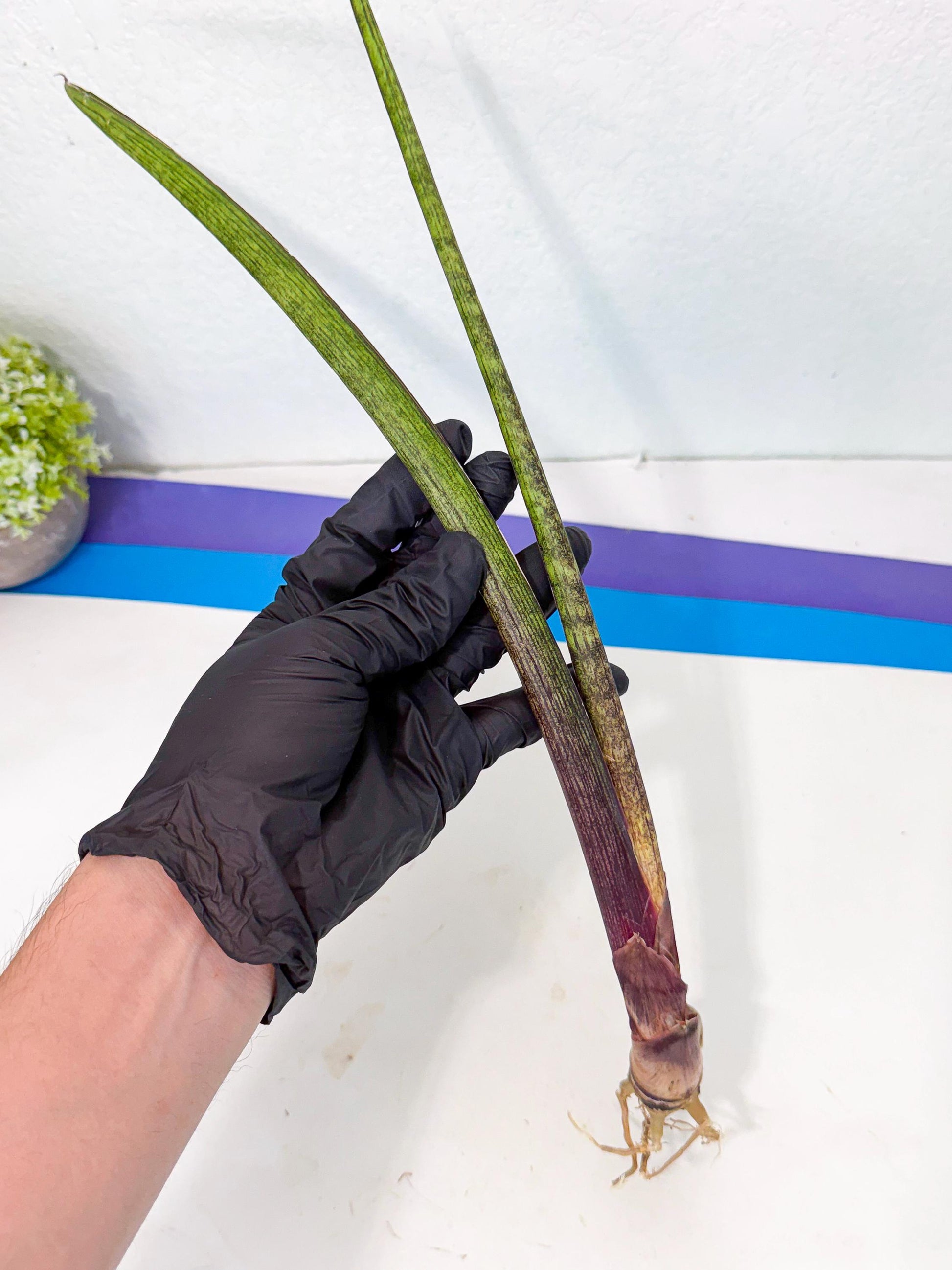 Sansevieria Nana Mai (oo) (10) | Rare Hybrids
