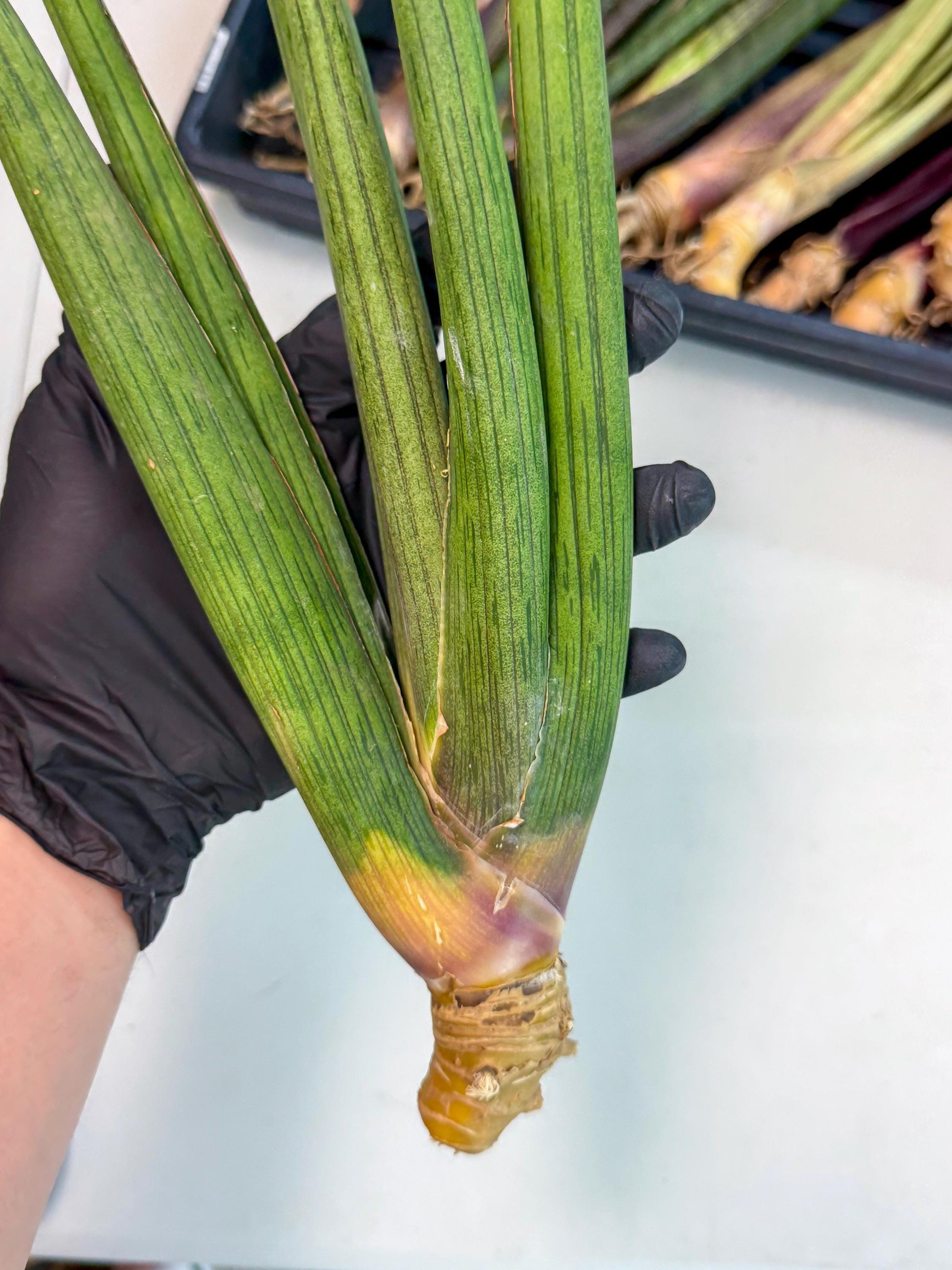 Sansevieria Cizgi Tac (oo) (13) | Rare Hybrids