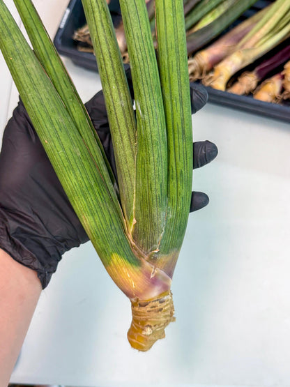 Sansevieria Cizgi Tac (oo) (13) | Rare Hybrids