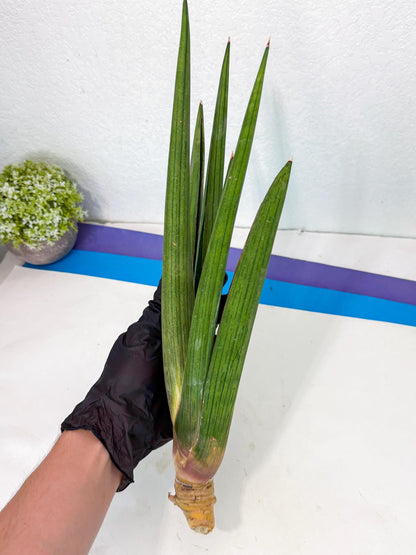 Sansevieria Cizgi Tac (oo) (13) | Rare Hybrids