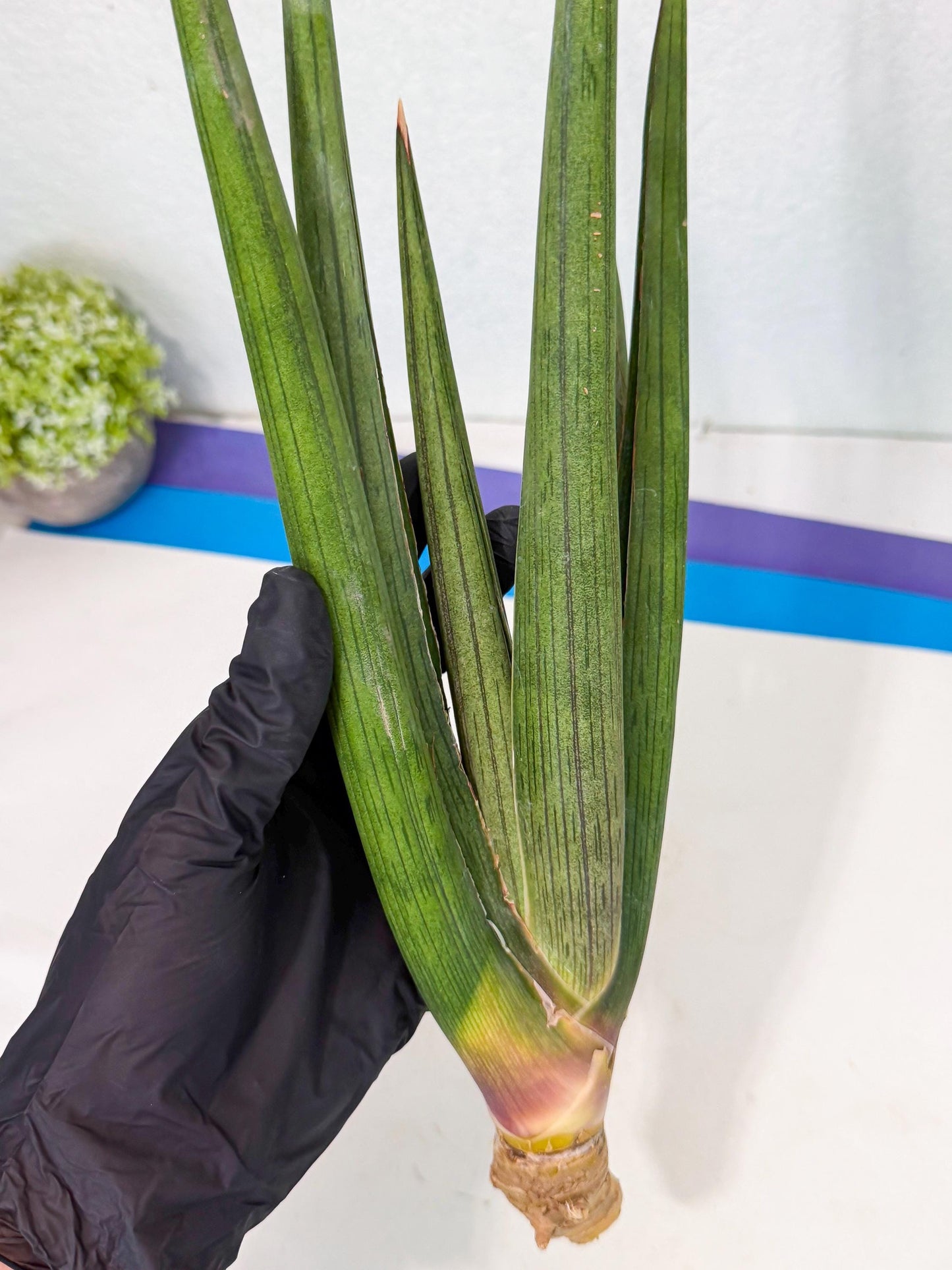 Sansevieria Cizgi Tac (oo) (13) | Rare Hybrids