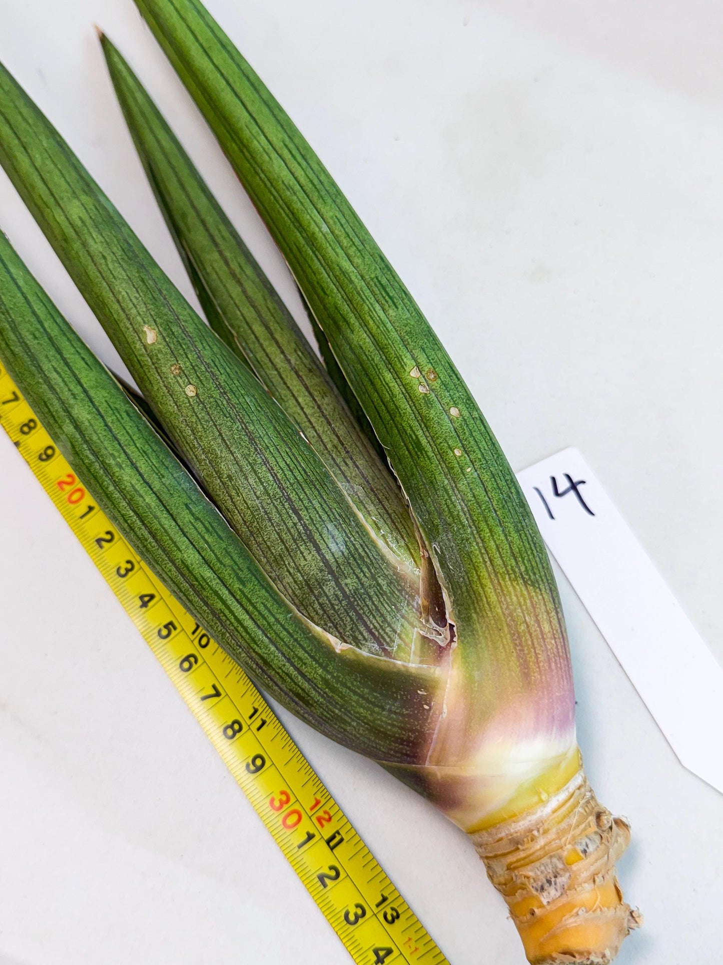Sansevieria Cizgi Tac (oo) (14) | Rare Hybrids