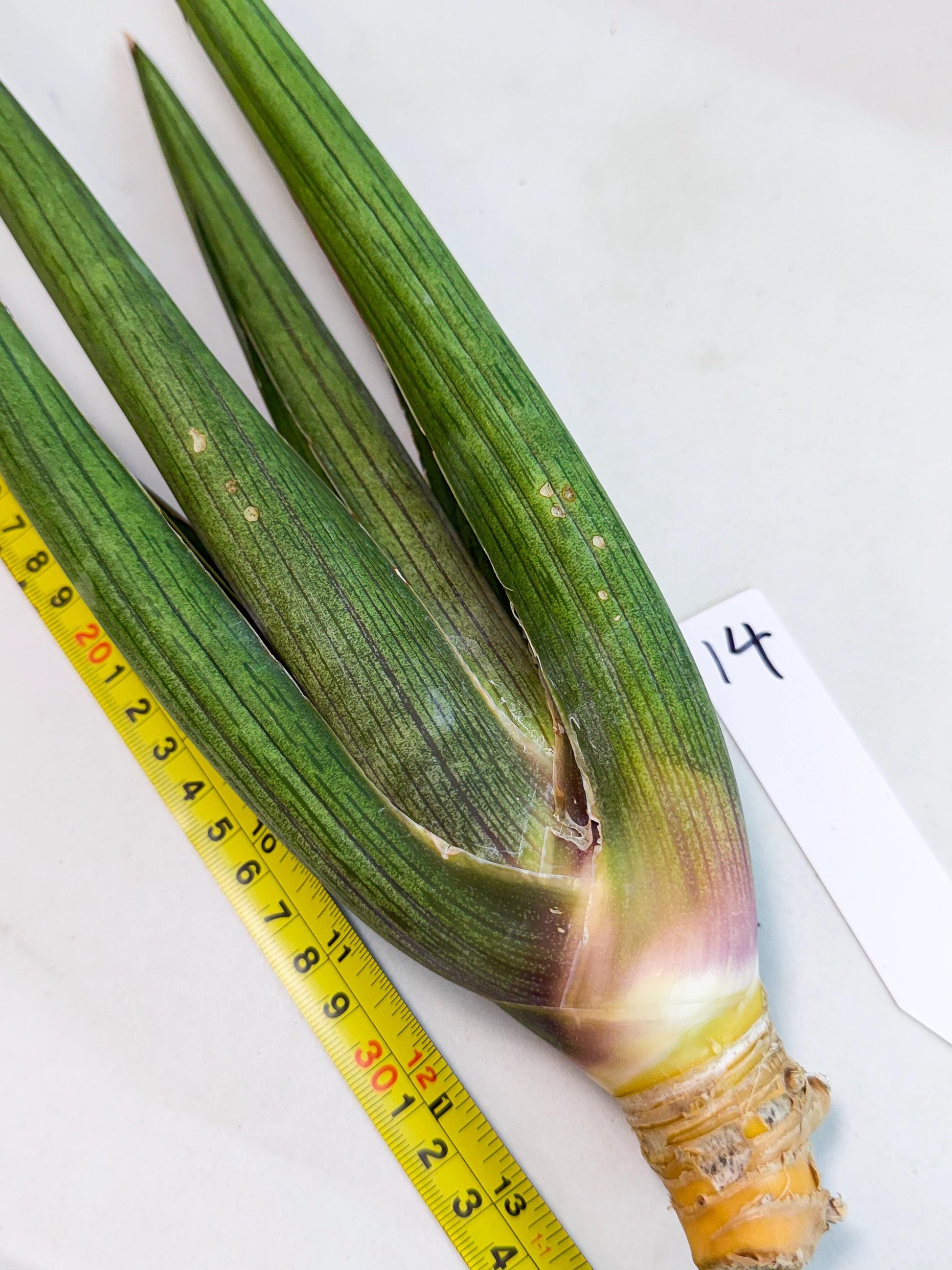 Sansevieria Cizgi Tac (oo) (14) | Rare Hybrids
