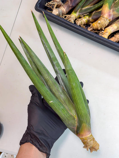 Sansevieria Cizgi Tac (oo) (14) | Rare Hybrids