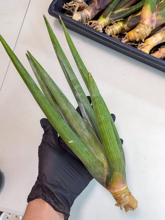 Sansevieria Cizgi Tac (oo) (14) | Rare Hybrids