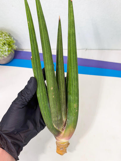 Sansevieria Cizgi Tac (oo) (14) | Rare Hybrids