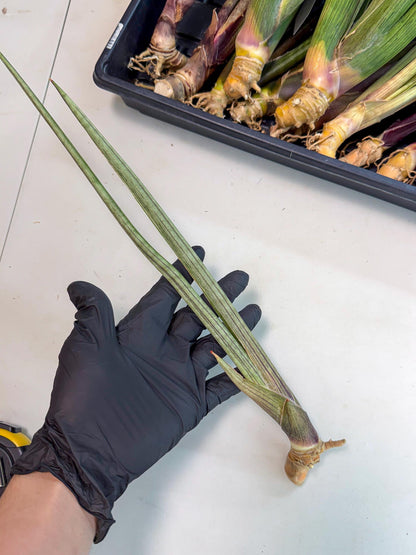 Sansevieria Oris (oo) (15) | Rare Hybrids