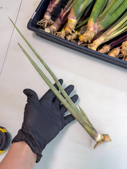 Sansevieria Oris (oo) (15) | Rare Hybrids