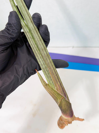 Sansevieria Oris (oo) (15) | Rare Hybrids