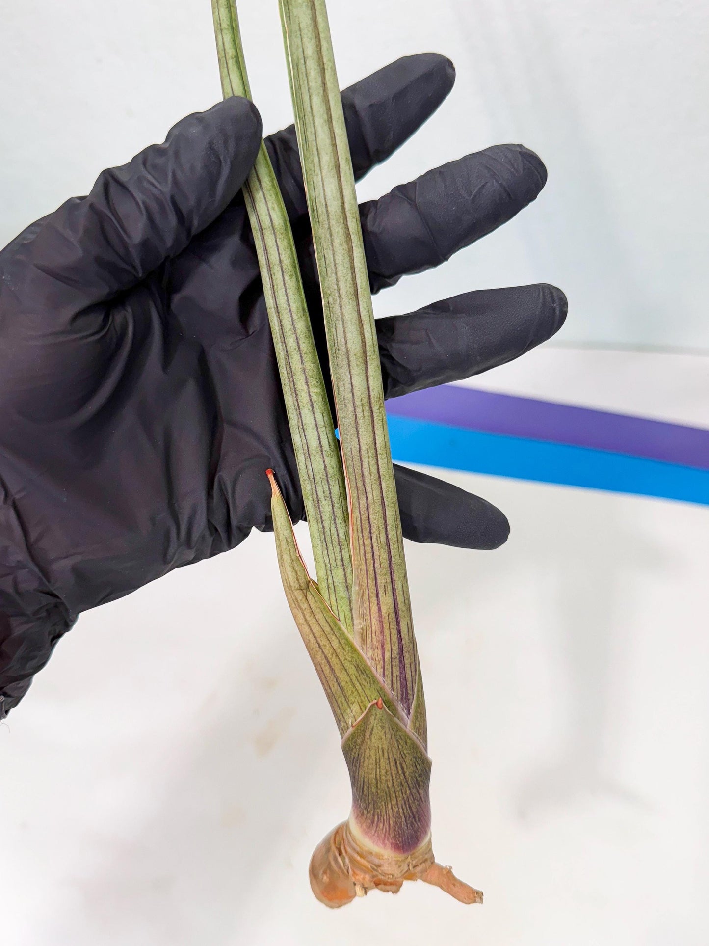 Sansevieria Oris (oo) (15) | Rare Hybrids