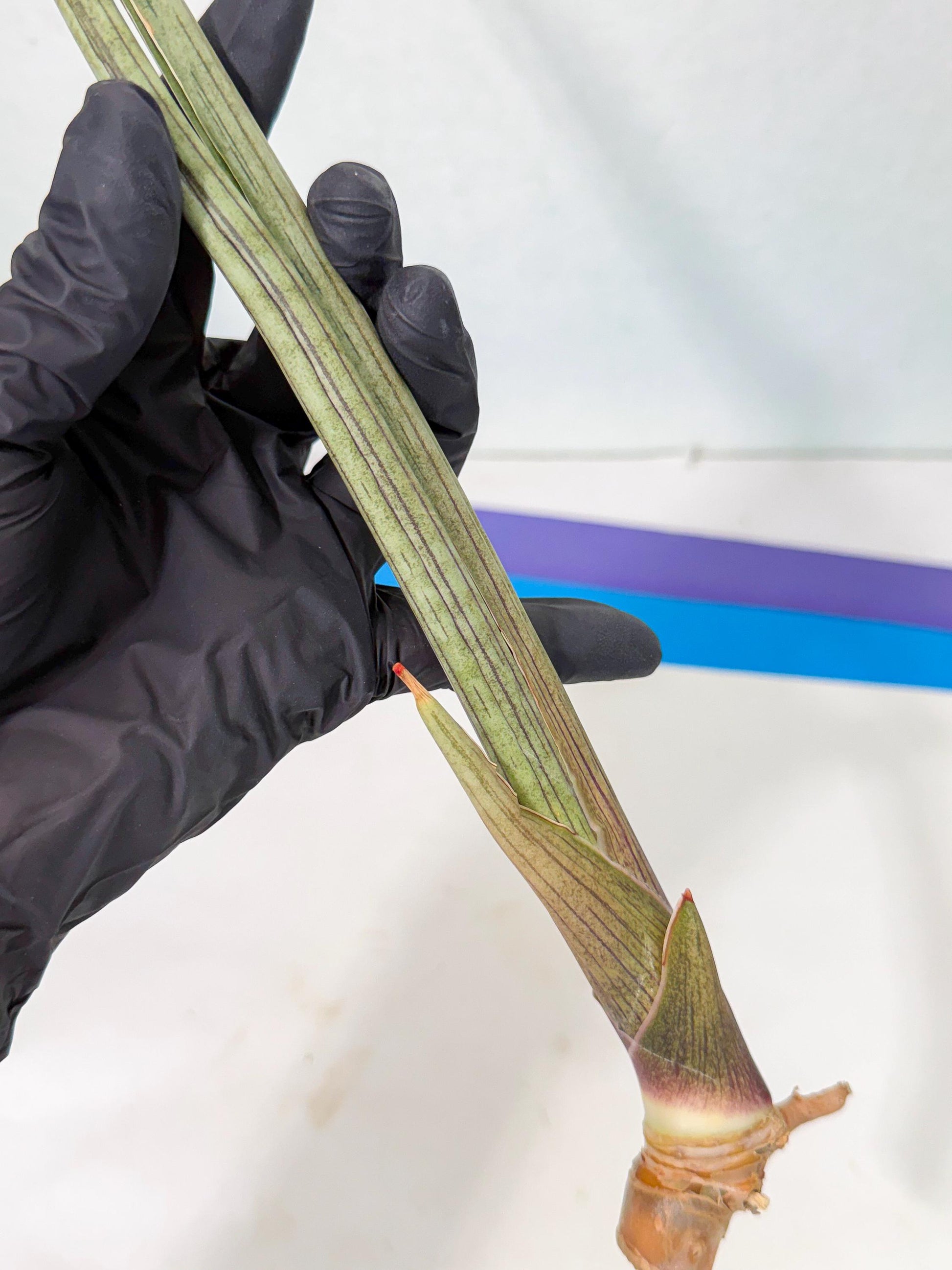 Sansevieria Oris (oo) (15) | Rare Hybrids