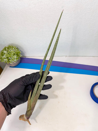Sansevieria Oris (oo) (15) | Rare Hybrids