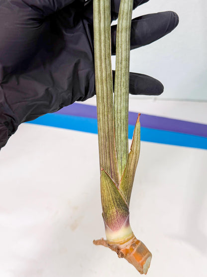 Sansevieria Oris (oo) (15) | Rare Hybrids