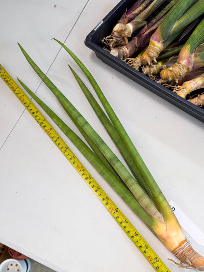 Sansevieria Dath Mint (oo) (16) | Rare Hybrids
