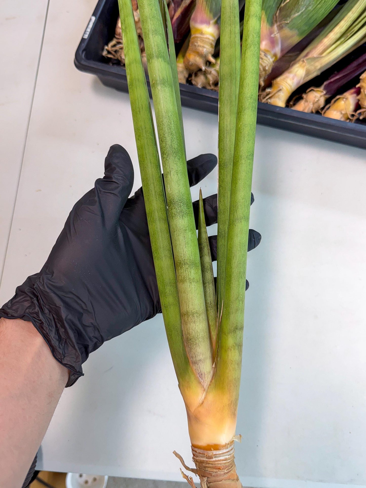 Sansevieria Dath Mint (oo) (16) | Rare Hybrids