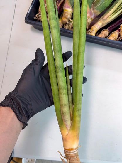 Sansevieria Dath Mint (oo) (16) | Rare Hybrids