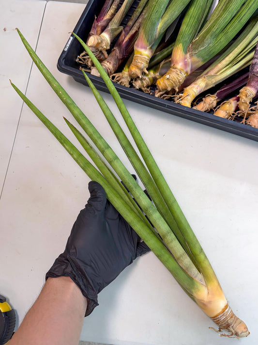 Sansevieria Dath Mint (oo) (16) | Rare Hybrids