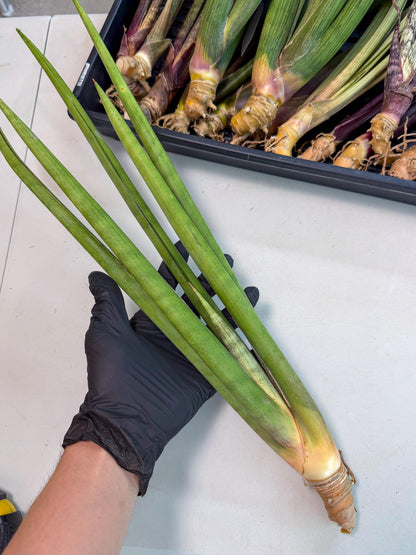 Sansevieria Dath Mint (oo) (16) | Rare Hybrids