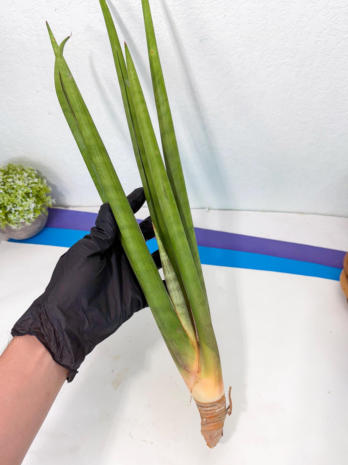 Sansevieria Dath Mint (oo) (16) | Rare Hybrids