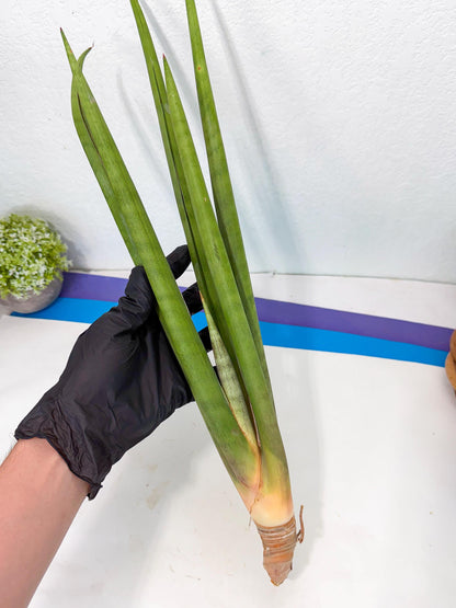 Sansevieria Dath Mint (oo) (16) | Rare Hybrids
