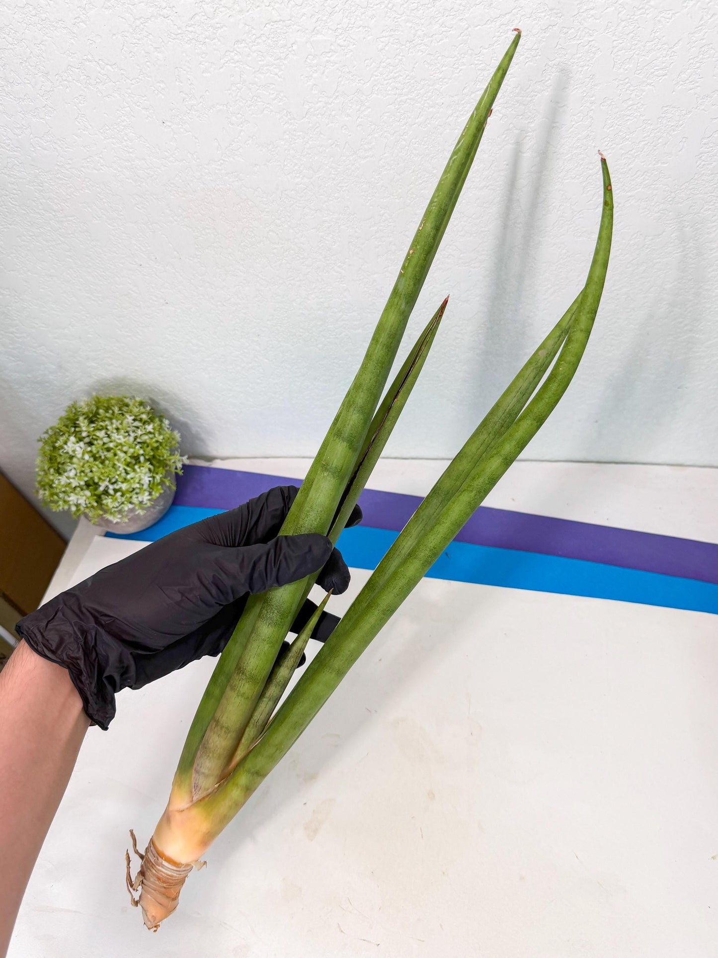 Sansevieria Dath Mint (oo) (16) | Rare Hybrids