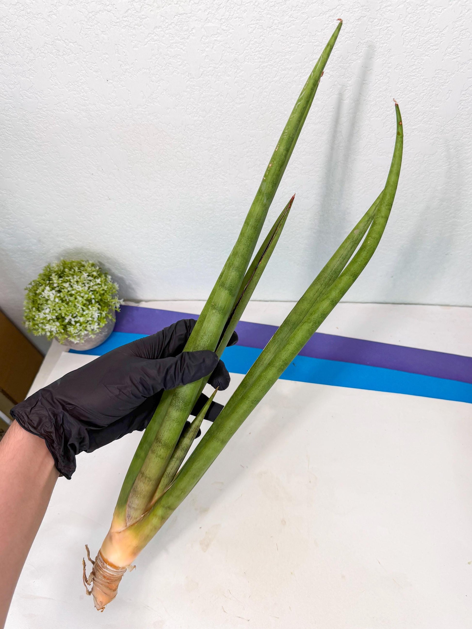 Sansevieria Dath Mint (oo) (16) | Rare Hybrids