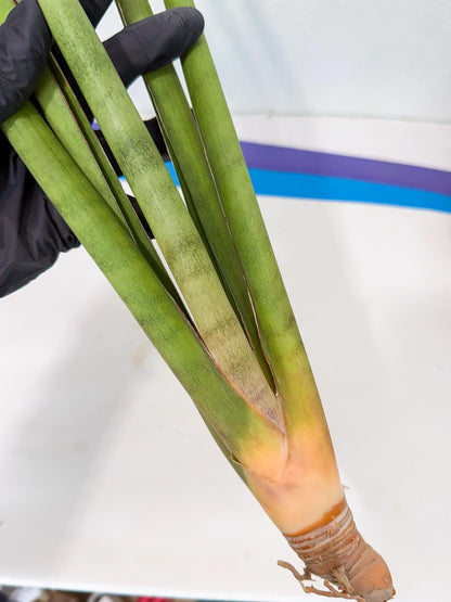 Sansevieria Dath Mint (oo) (16) | Rare Hybrids