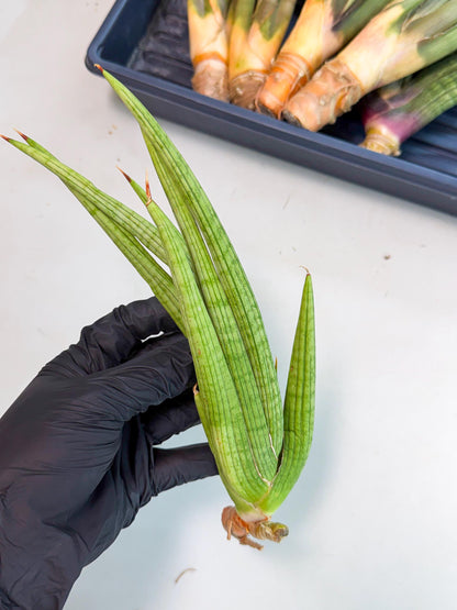 Sansevieria Akhdar (yg) (1) | Rare Hybrids