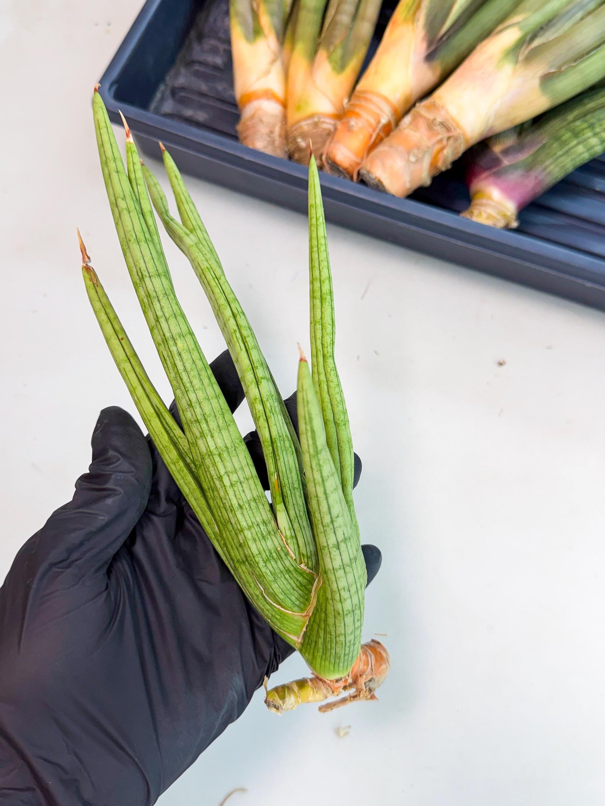 Sansevieria Akhdar (yg) (1) | Rare Hybrids