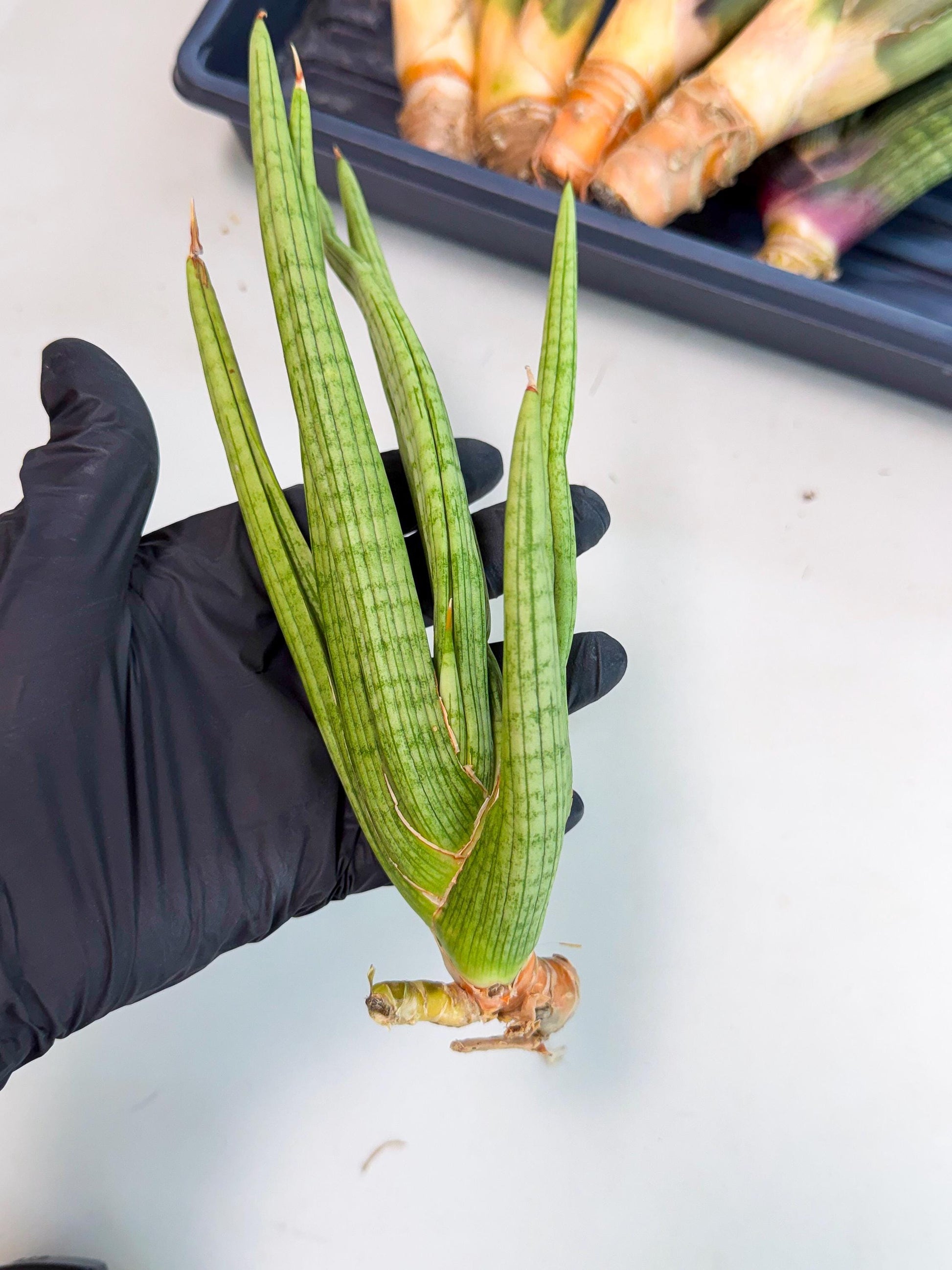 Sansevieria Akhdar (yg) (1) | Rare Hybrids