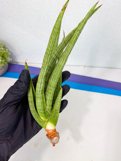 Sansevieria Akhdar (yg) (1) | Rare Hybrids