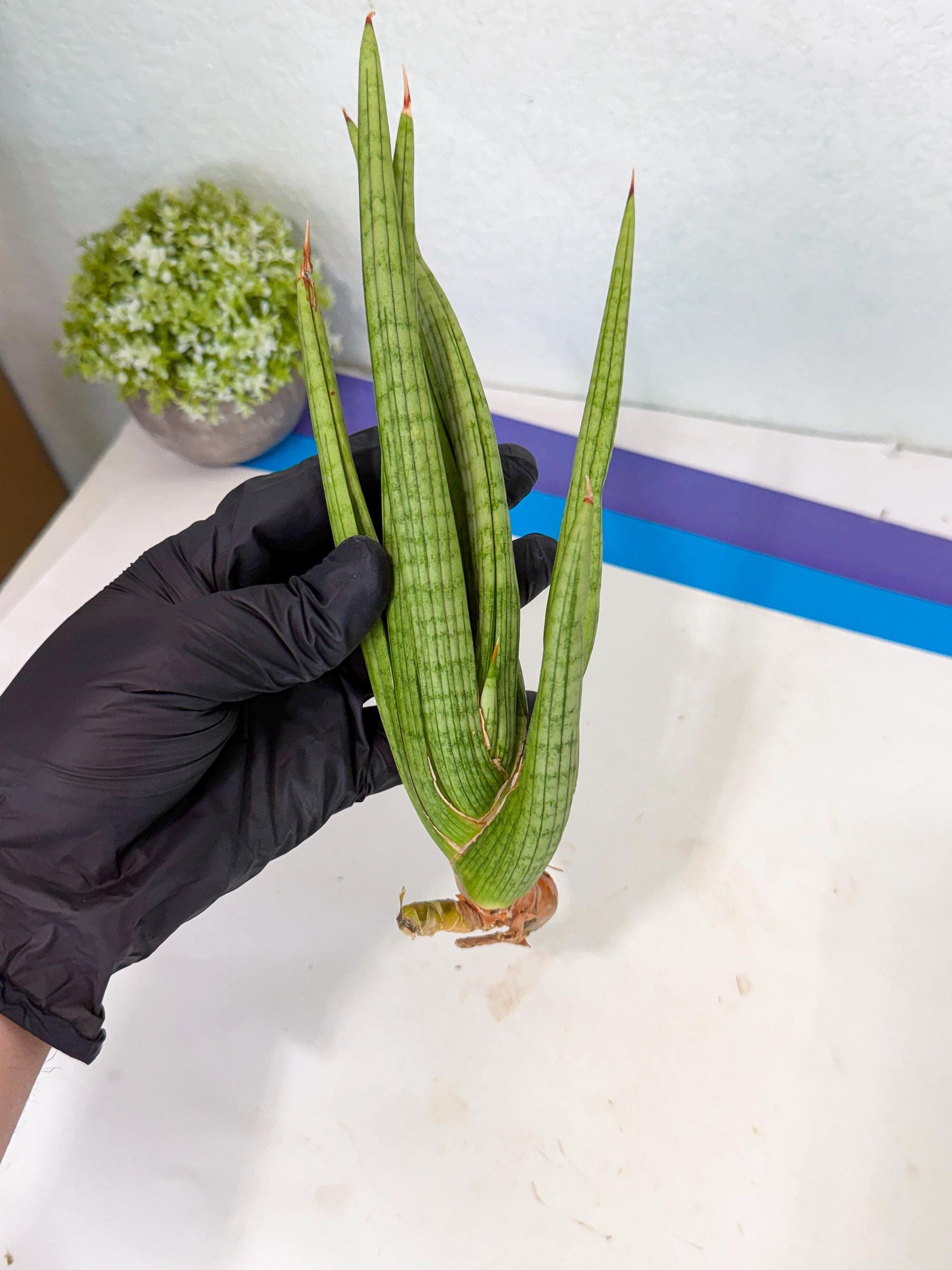 Sansevieria Akhdar (yg) (1) | Rare Hybrids