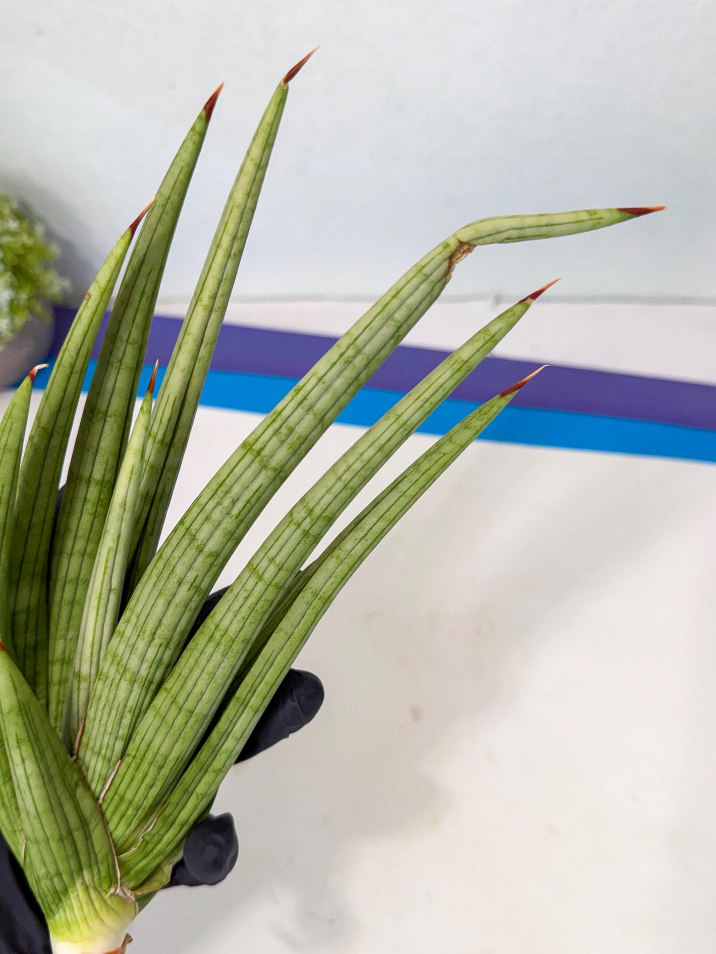 Sansevieria Akhdar (yg) (2) | Rare Hybrids