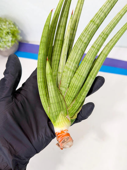 Sansevieria Akhdar (yg) (2) | Rare Hybrids