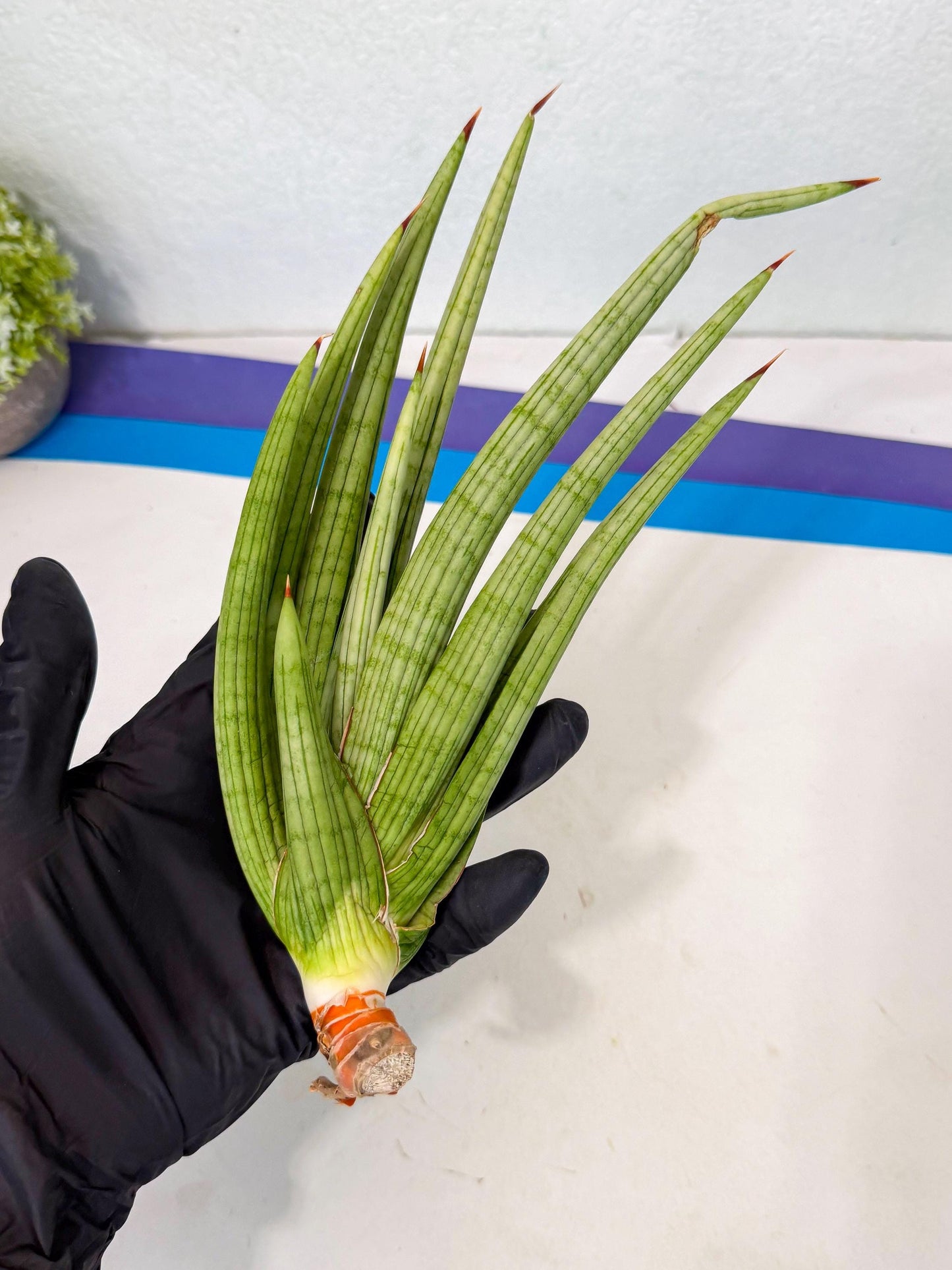 Sansevieria Akhdar (yg) (2) | Rare Hybrids