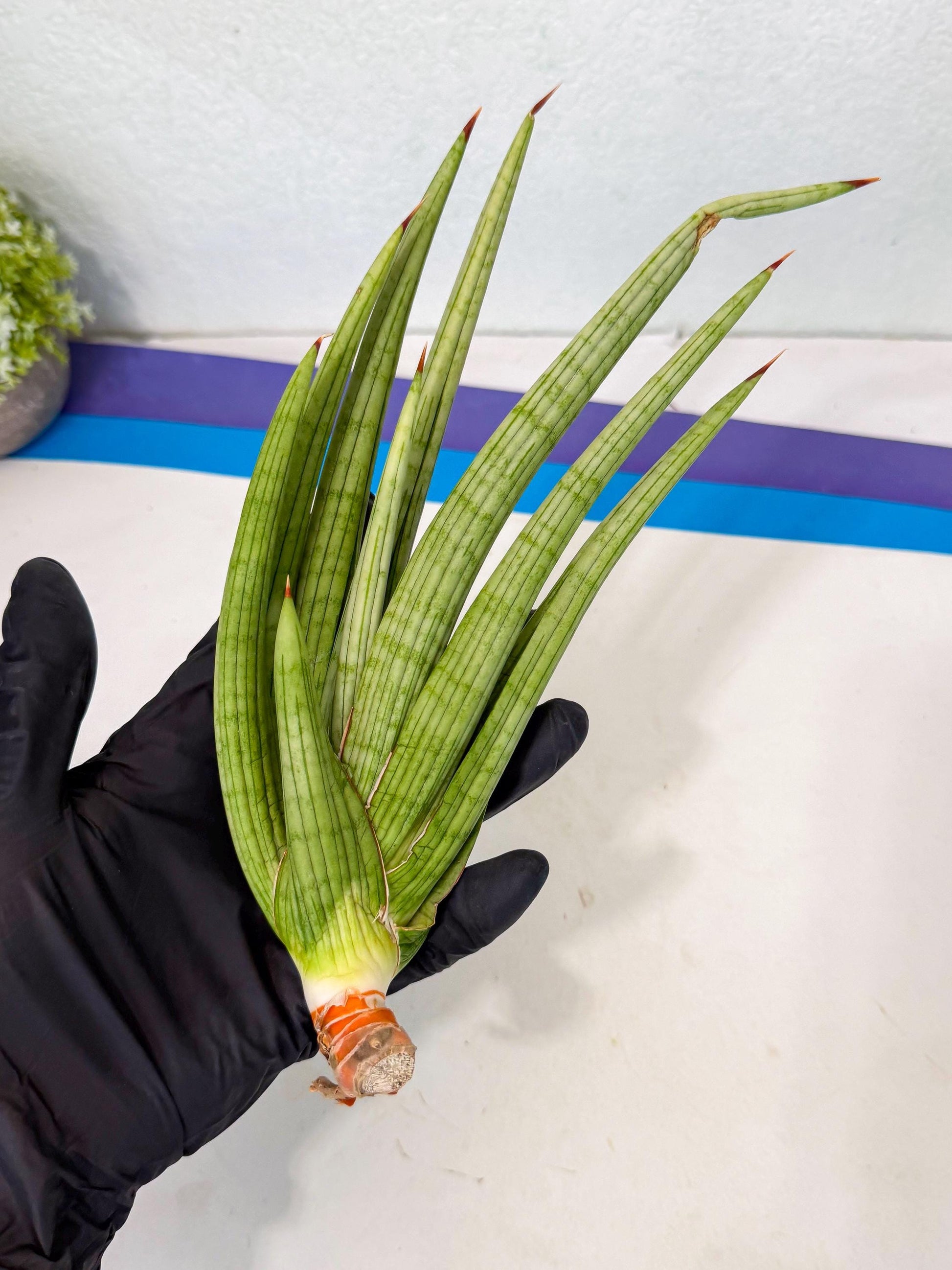 Sansevieria Akhdar (yg) (2) | Rare Hybrids