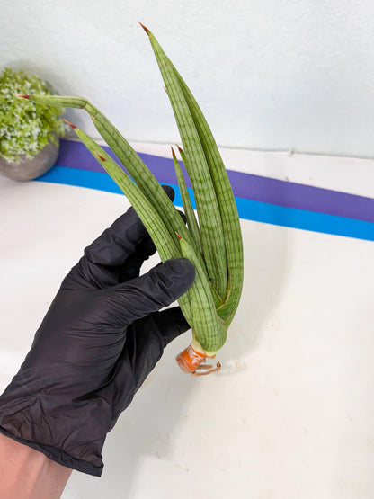 Sansevieria Akhdar (yg) (2) | Rare Hybrids