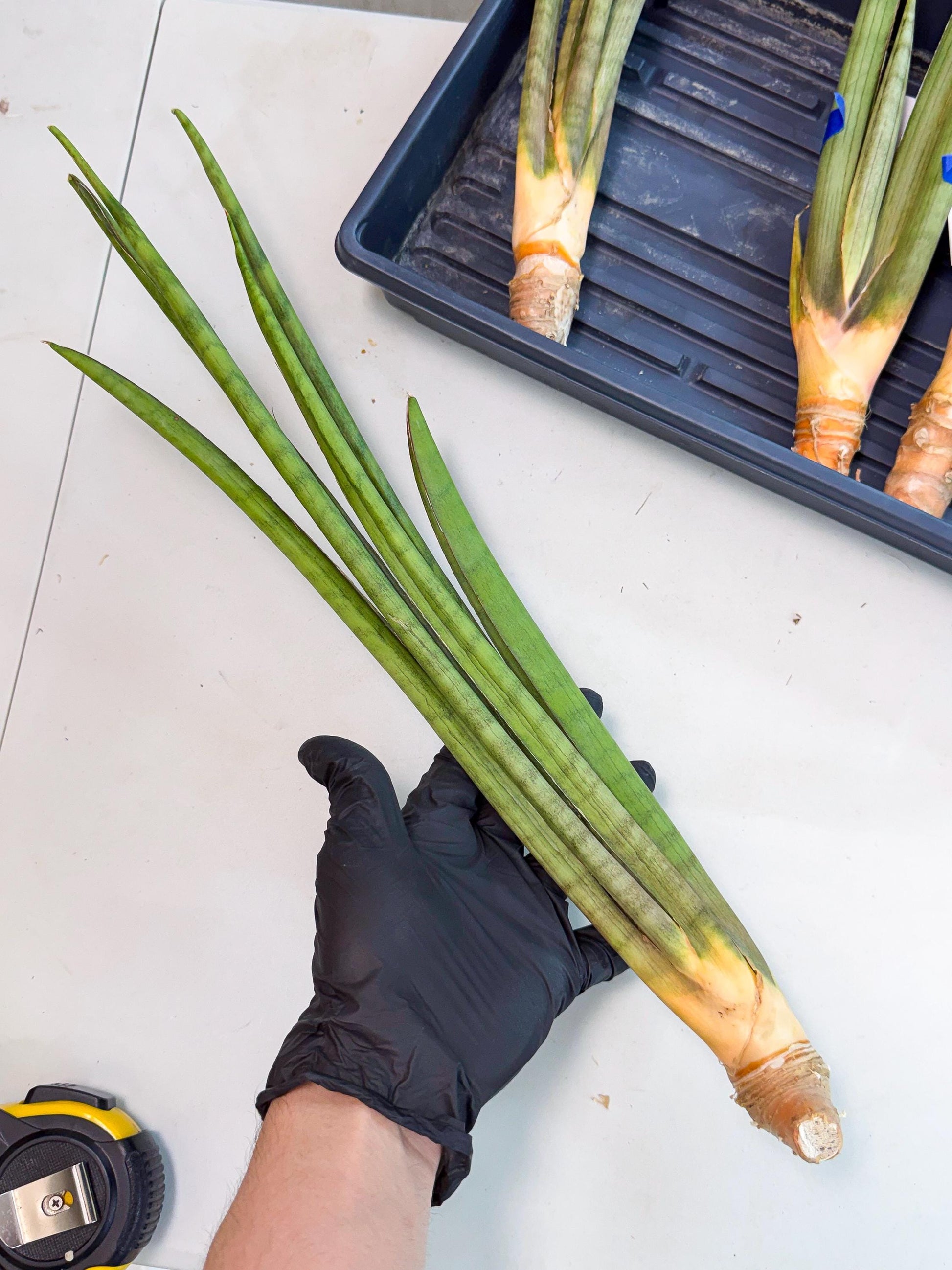 Sansevieria Grin (yg) (7) | Rare Hybrids