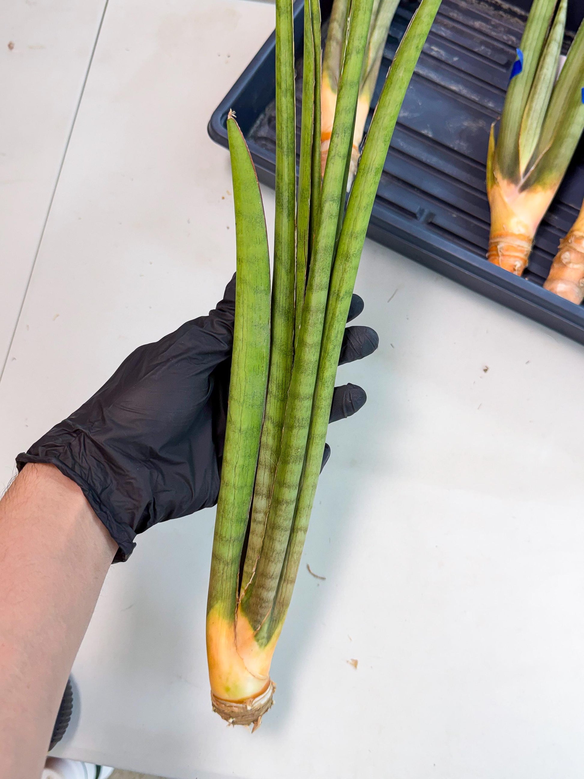 Sansevieria Grin (yg) (7) | Rare Hybrids