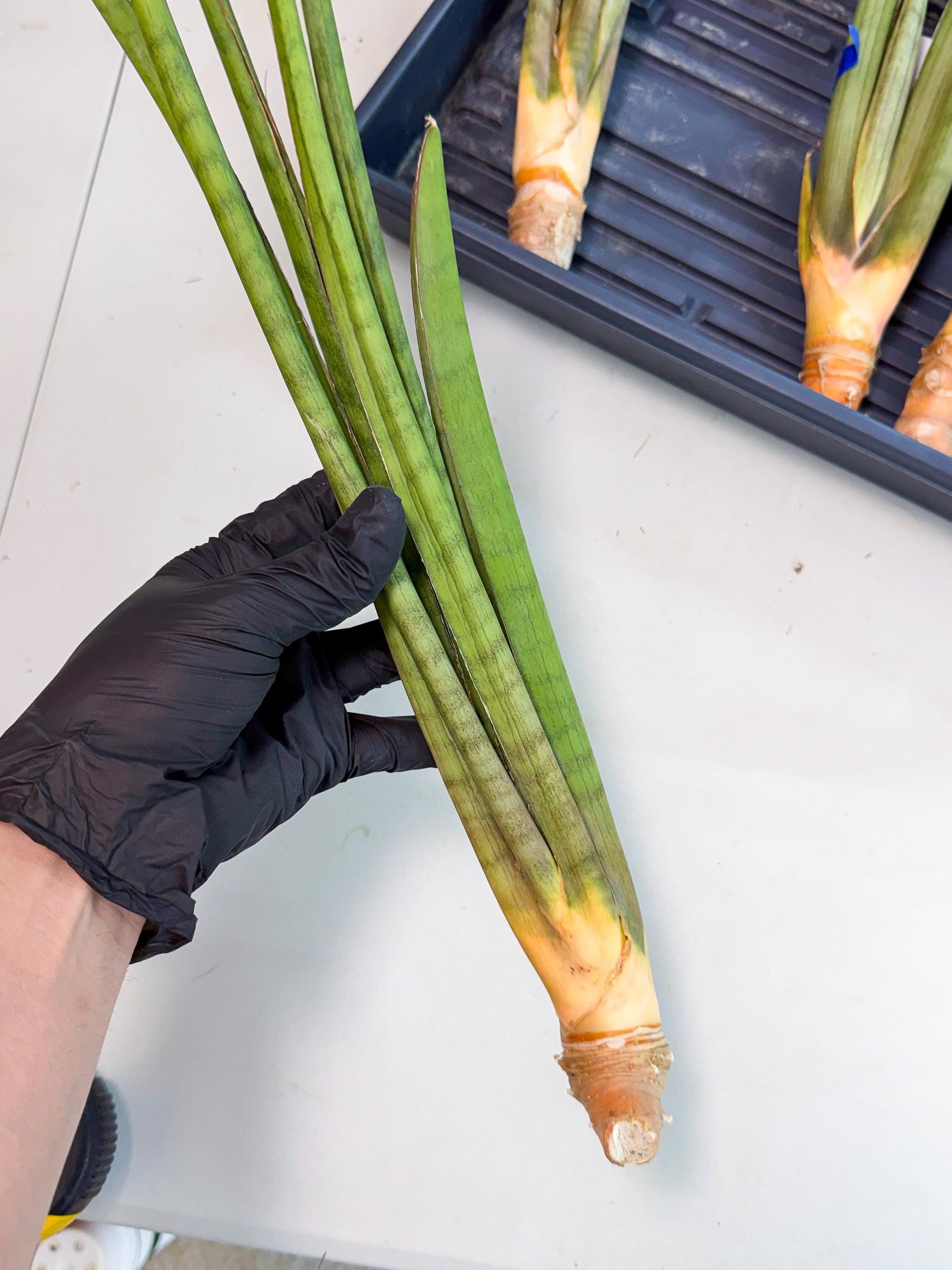 Sansevieria Grin (yg) (7) | Rare Hybrids