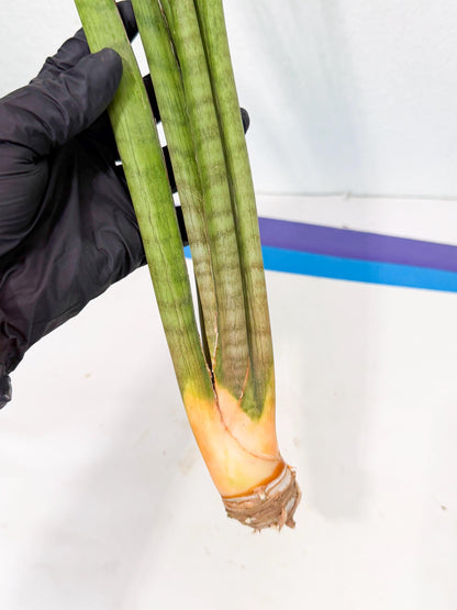 Sansevieria Grin (yg) (7) | Rare Hybrids