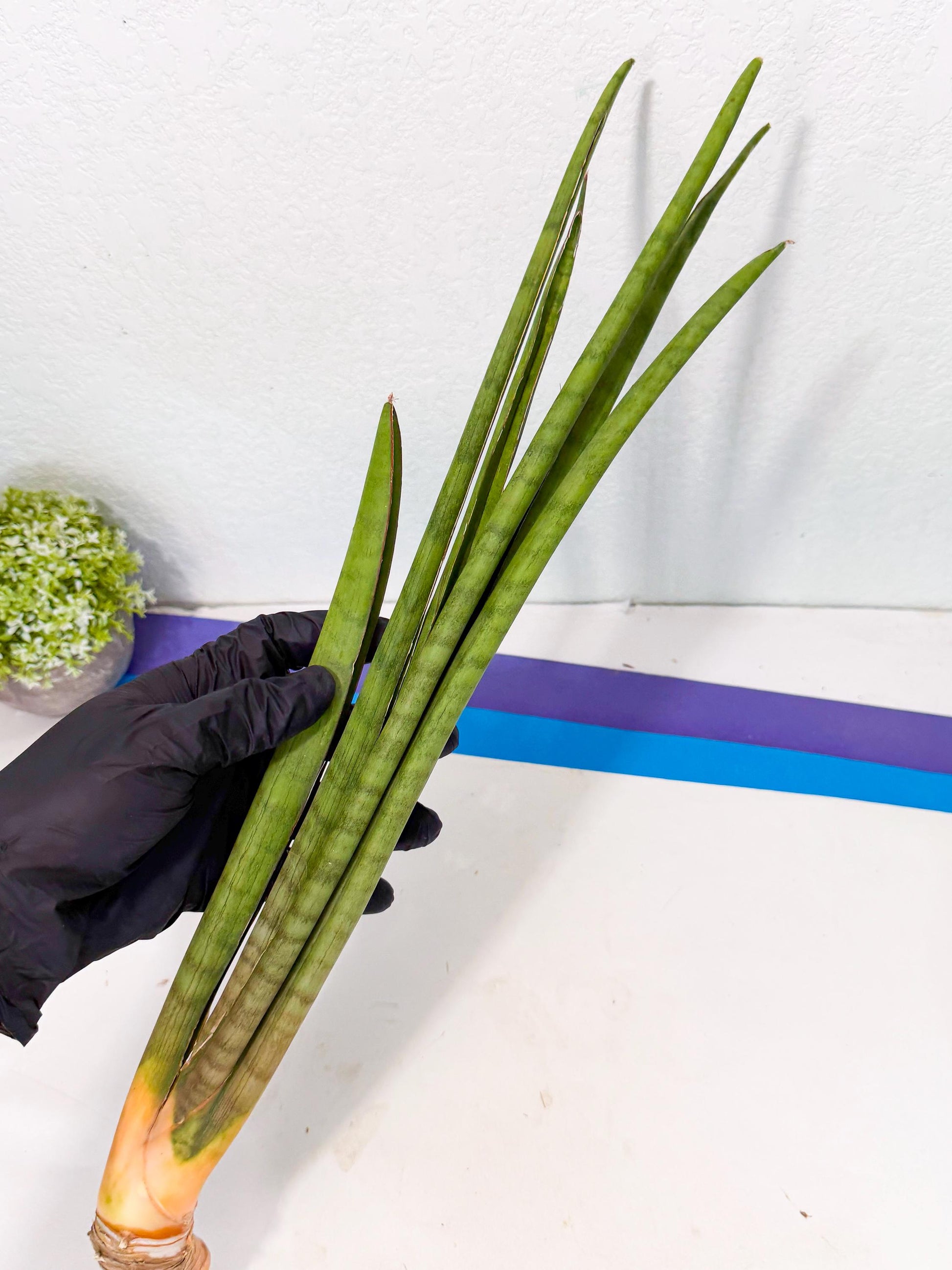 Sansevieria Grin (yg) (7) | Rare Hybrids