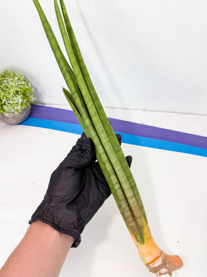 Sansevieria Grin (yg) (7) | Rare Hybrids