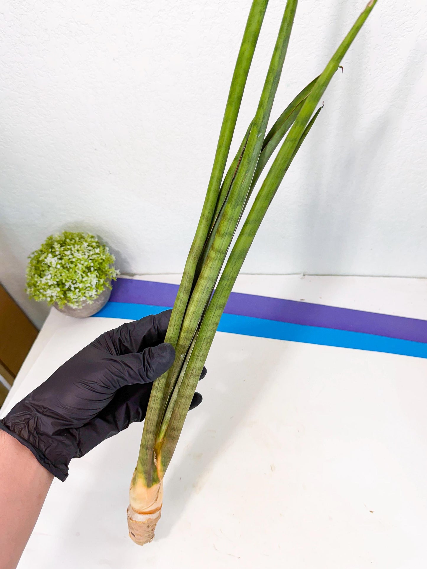 Sansevieria Grin (yg) (8) | Rare Hybrids
