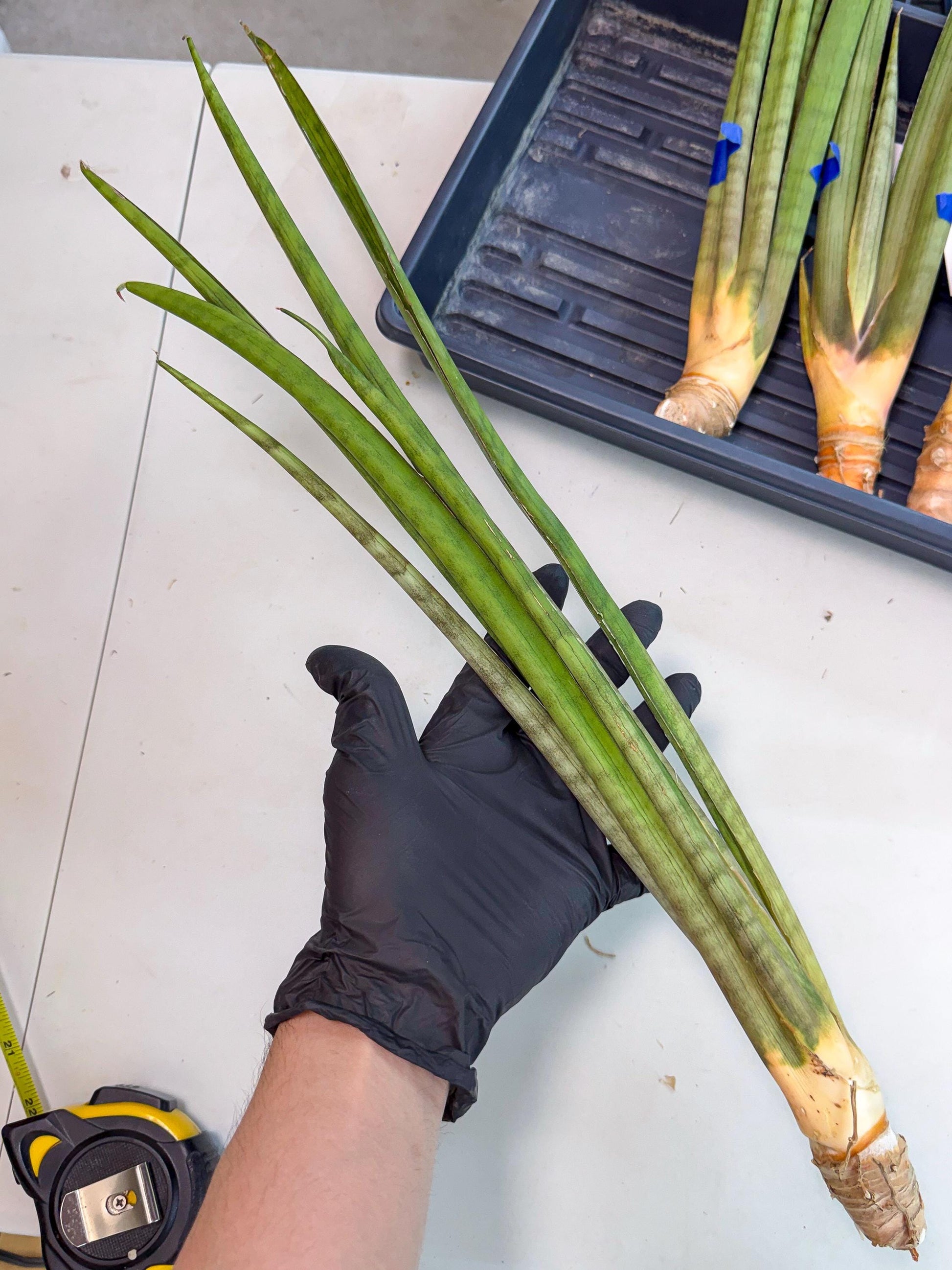 Sansevieria Grin (yg) (8) | Rare Hybrids