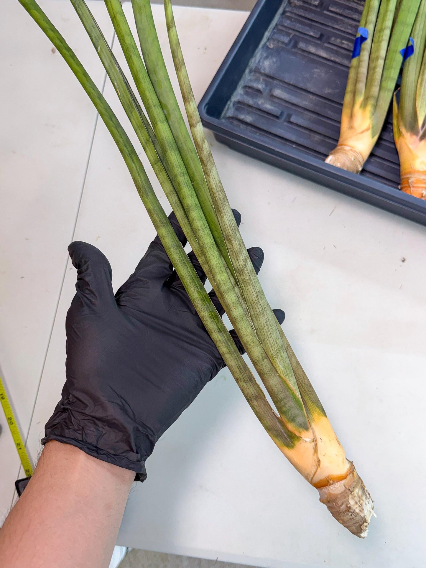 Sansevieria Grin (yg) (8) | Rare Hybrids