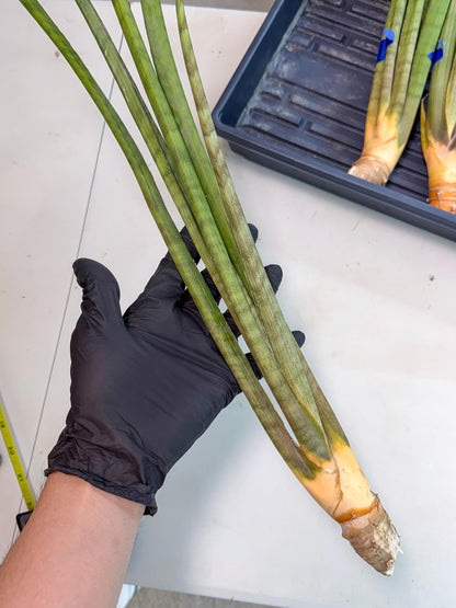 Sansevieria Grin (yg) (8) | Rare Hybrids