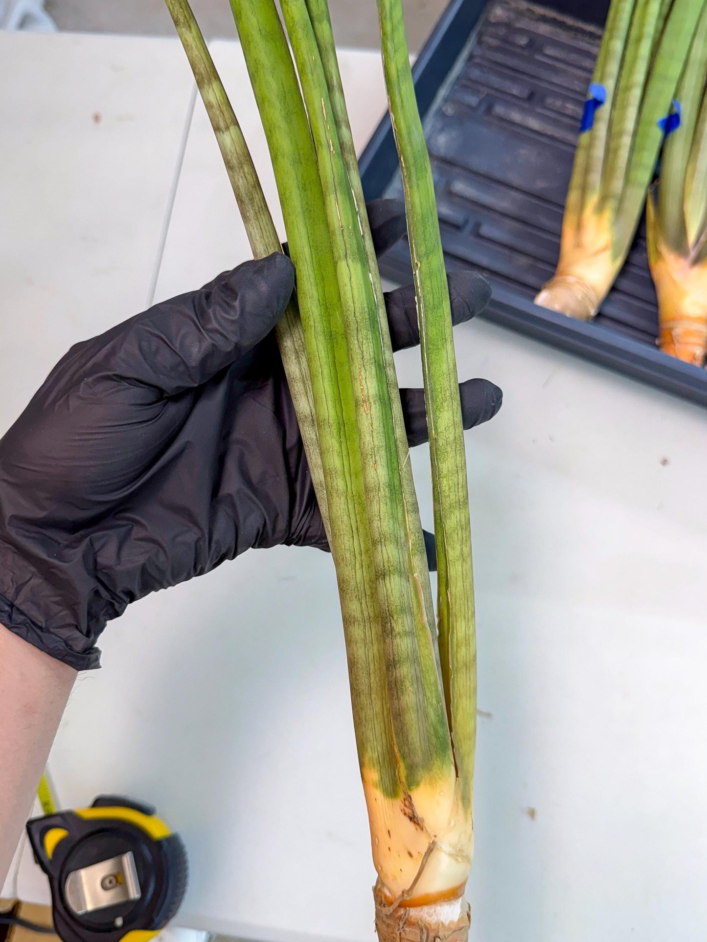 Sansevieria Grin (yg) (8) | Rare Hybrids